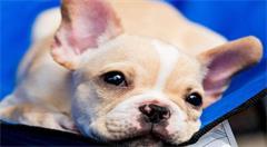 美国西北大学用VR技术研究动物对时间的衡量感知