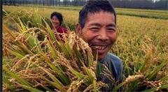 "互联网+"现代农业有哪些实施路径？