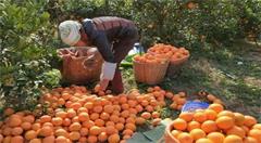电商赋能罗甸走出大山    走出大山