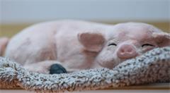 互联网大佬跨界养殖业  实现AI养猪