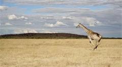 互联网的下一个蓝海——非洲